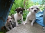Cocos Pups